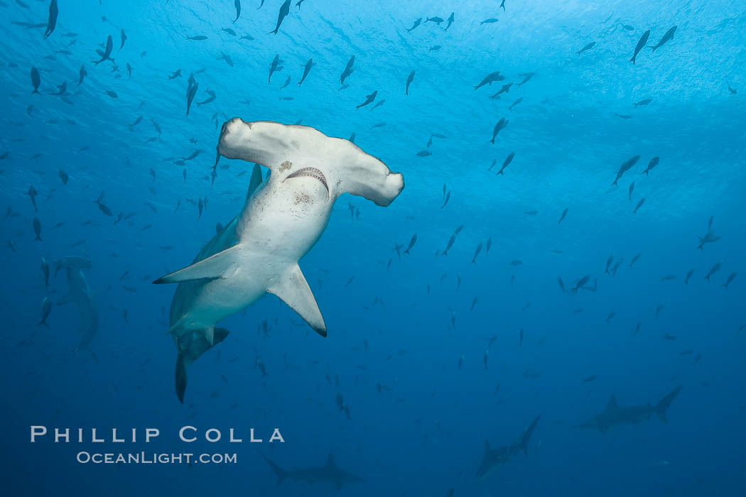 Scalloped hammerhead shark. Darwin Island, Galapagos Islands, Ecuador, Sphyrna lewini, natural history stock photograph, photo id 16280