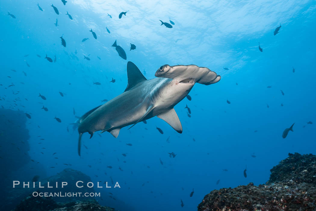 Scalloped hammerhead shark. Wolf Island, Galapagos Islands, Ecuador, Sphyrna lewini, natural history stock photograph, photo id 16284
