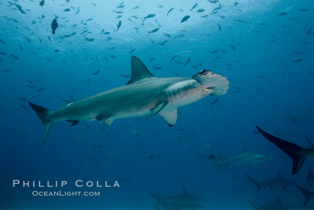 Scalloped hammerhead shark. Darwin Island, Galapagos Islands, Ecuador, Sphyrna lewini, natural history stock photograph, photo id 16292