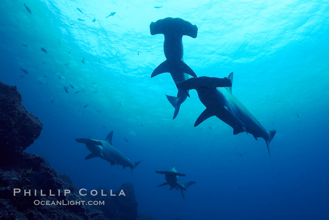 Hammerhead sharks, schooling., Sphyrna lewini, natural history stock photograph, photo id 16287
