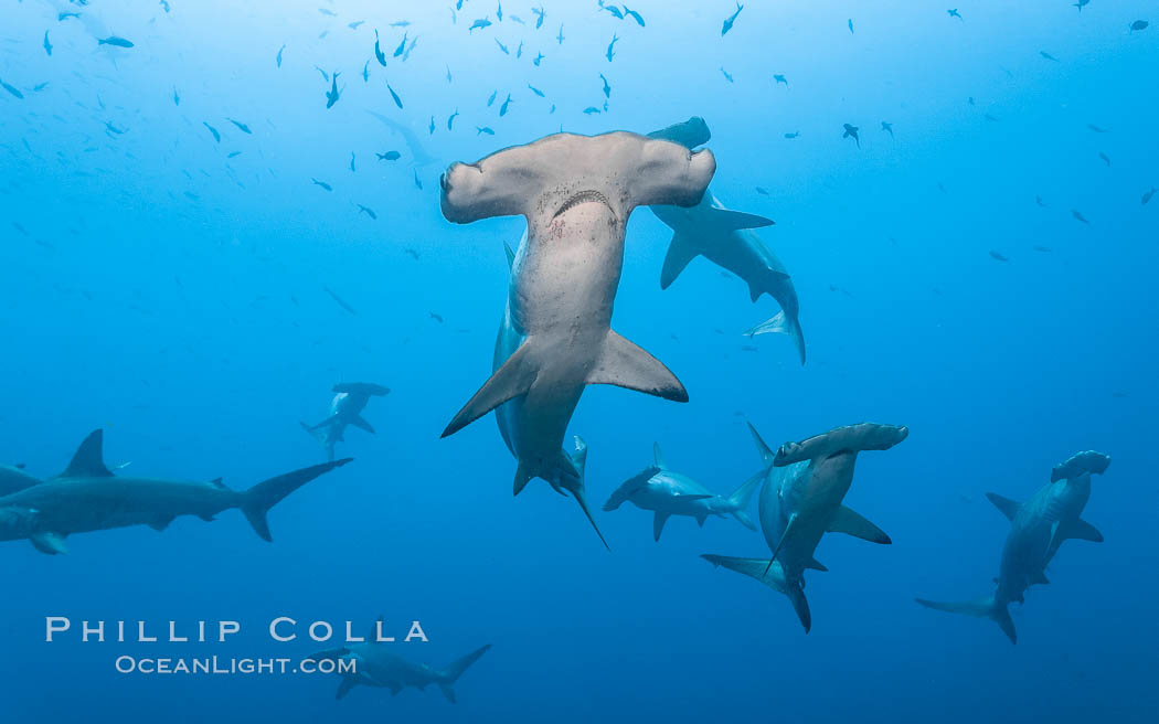 Hammerhead sharks, schooling. Wolf Island, Galapagos Islands, Ecuador, Sphyrna lewini, natural history stock photograph, photo id 16295