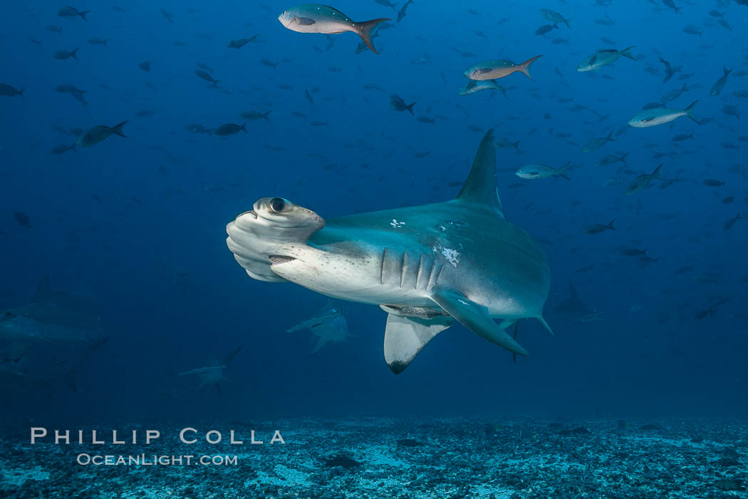 Scalloped hammerhead shark., Sphyrna lewini, natural history stock photograph, photo id 16281