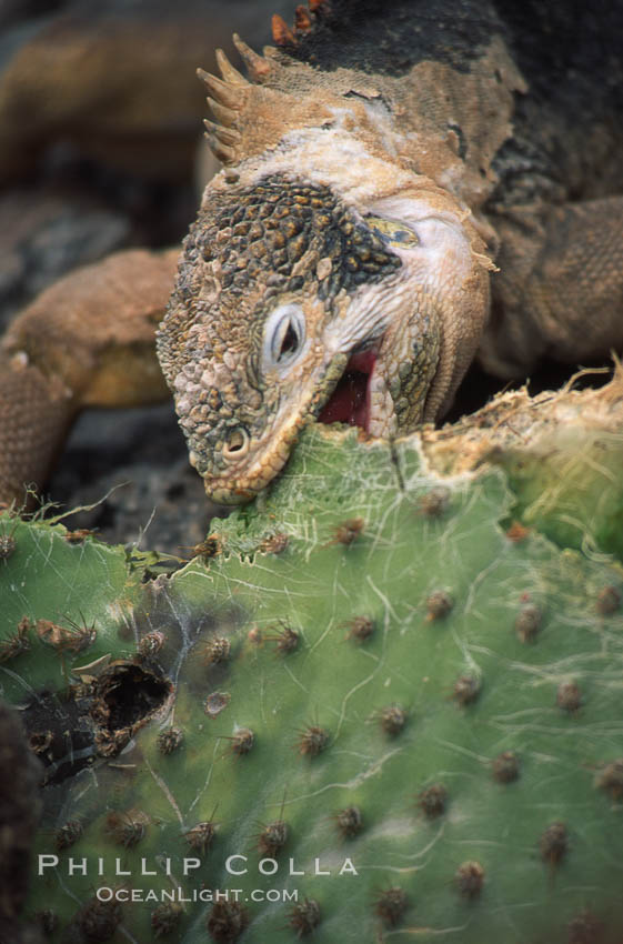 Galapagos land iguana. South Plaza Island, Galapagos Islands, Ecuador, Conolophus subcristatus, natural history stock photograph, photo id 01742