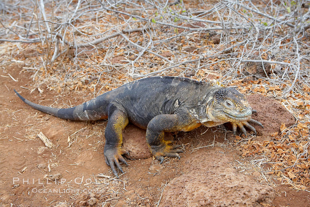 Galapagos land iguana. North Seymour Island, Galapagos Islands, Ecuador, Conolophus subcristatus, natural history stock photograph, photo id 16578