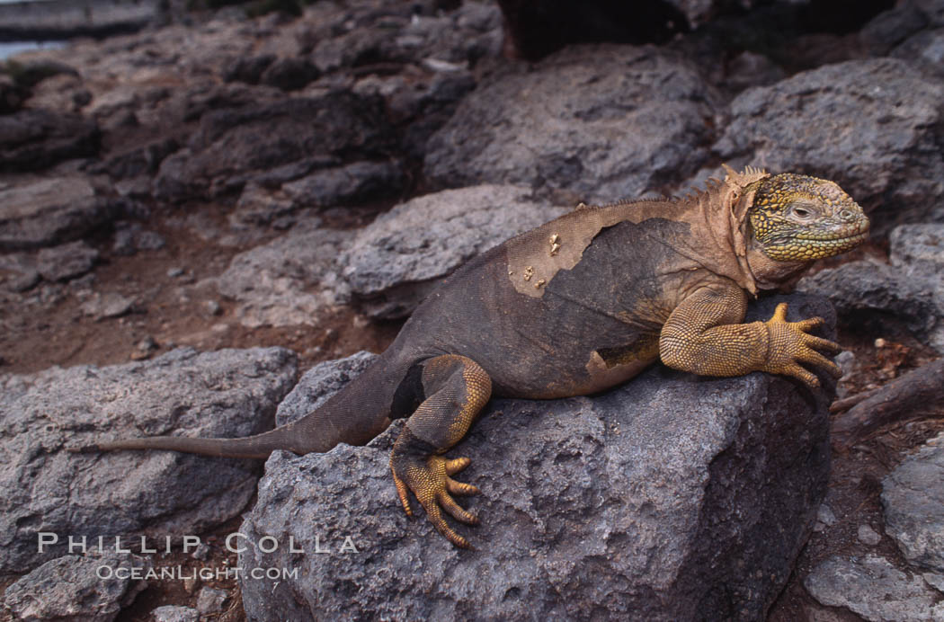 Galapagos land iguana. South Plaza Island, Galapagos Islands, Ecuador, Conolophus subcristatus, natural history stock photograph, photo id 01743
