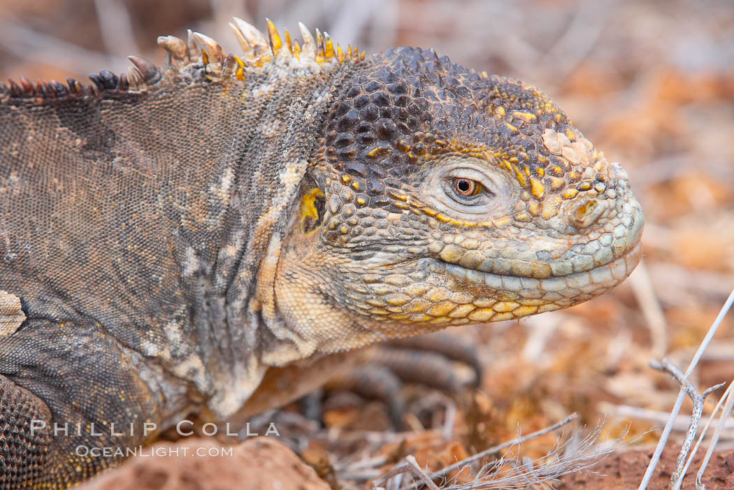 Galapagos land iguana. North Seymour Island, Galapagos Islands, Ecuador, Conolophus subcristatus, natural history stock photograph, photo id 16583