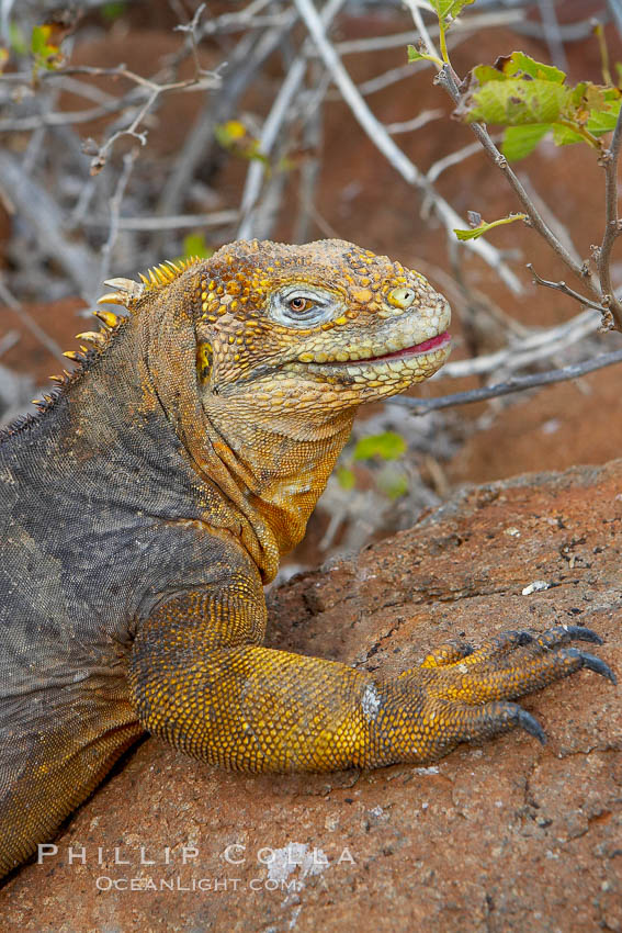 Galapagos land iguana. North Seymour Island, Galapagos Islands, Ecuador, Conolophus subcristatus, natural history stock photograph, photo id 16577