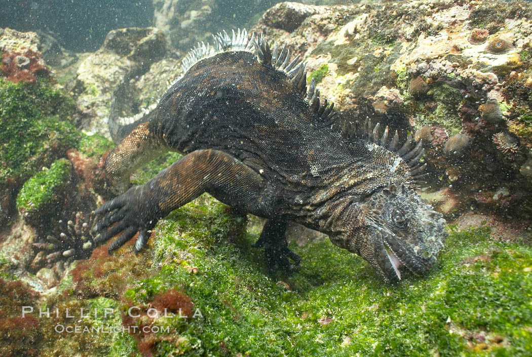 Marine iguana, underwater, forages for green algae that grows on the lava reef, Amblyrhynchus cristatus, Bartolome Island