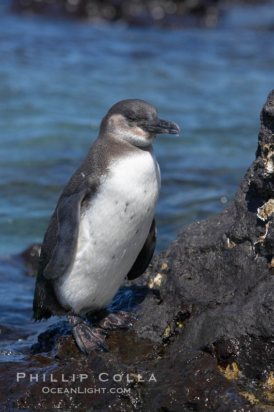 Galapagos penguin, perched on volcanic rocks.  Galapagos penguins are the northernmost species of penguin. Punta Albemarle. Isabella Island, Galapagos Islands, Ecuador, Spheniscus mendiculus, natural history stock photograph, photo id 16518