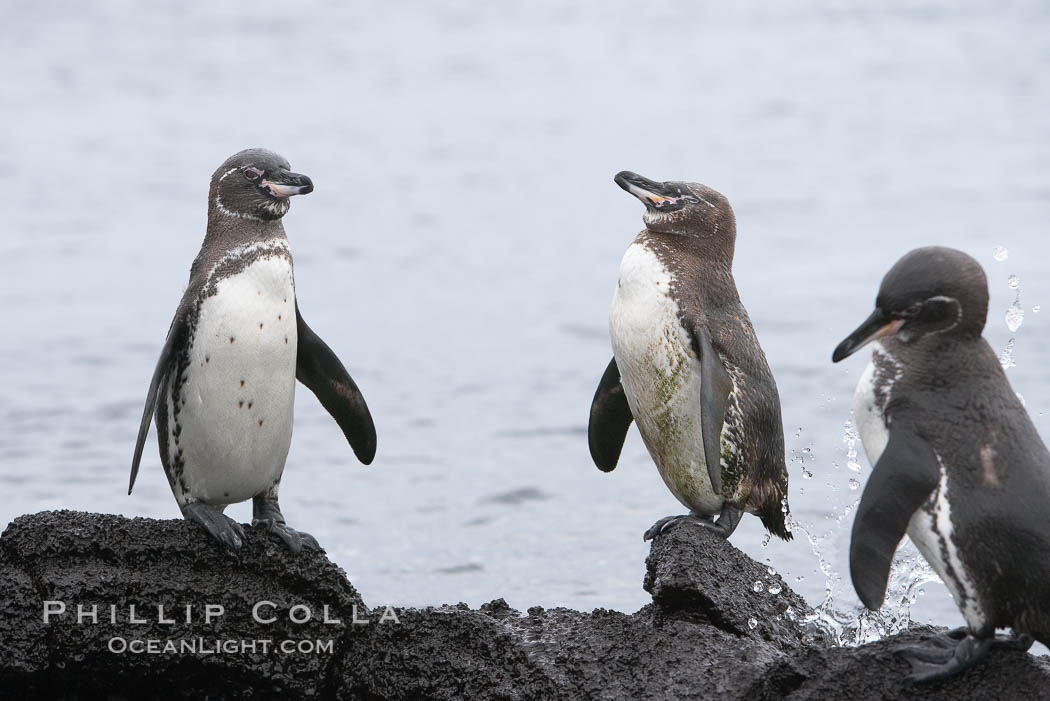 Galapagos penguins. Bartolome Island, Galapagos Islands, Ecuador, Spheniscus mendiculus, natural history stock photograph, photo id 16527