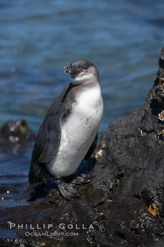 Galapagos penguin, perched on volcanic rocks.  Galapagos penguins are the northernmost species of penguin. Punta Albemarle. Isabella Island, Galapagos Islands, Ecuador, Spheniscus mendiculus, natural history stock photograph, photo id 16521