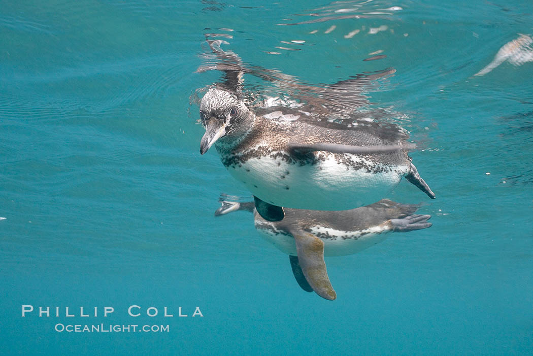 Galapagos penguin, underwater, swimming.  Bartolome Island. Galapagos Islands, Ecuador, Spheniscus mendiculus, natural history stock photograph, photo id 16234