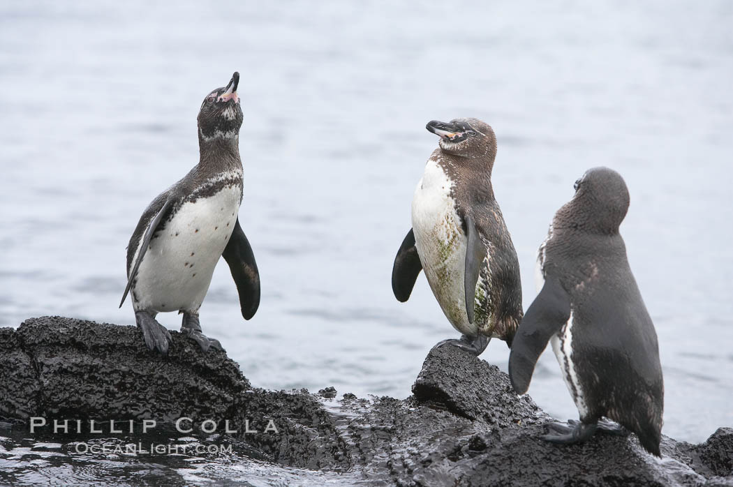 Galapagos penguins. Bartolome Island, Galapagos Islands, Ecuador, Spheniscus mendiculus, natural history stock photograph, photo id 16522