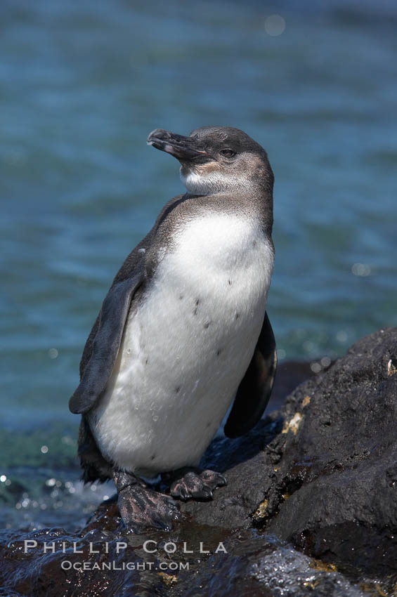 Galapagos penguin, perched on volcanic rocks.  Galapagos penguins are the northernmost species of penguin. Punta Albemarle. Isabella Island, Galapagos Islands, Ecuador, Spheniscus mendiculus, natural history stock photograph, photo id 16516