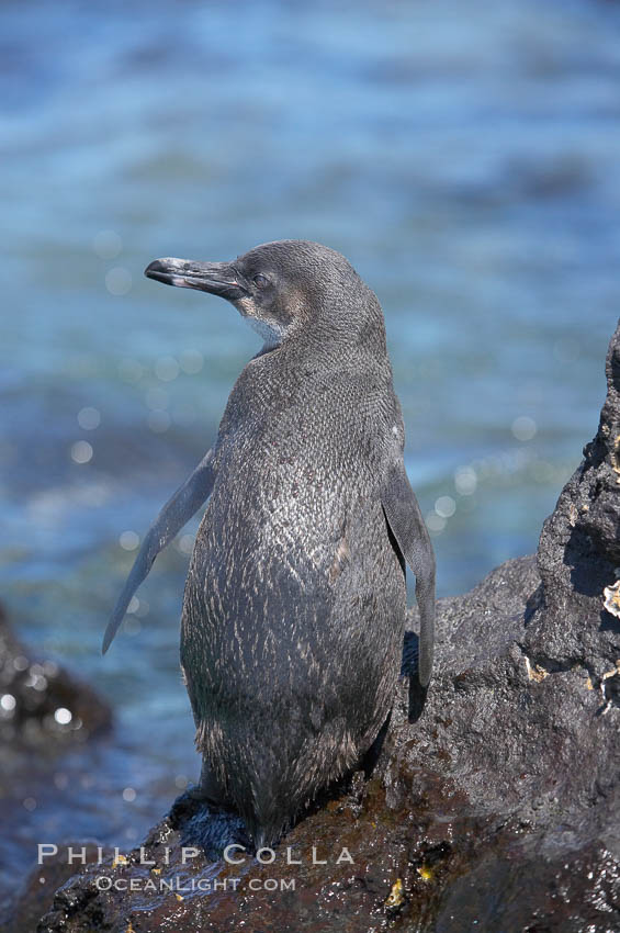 Galapagos penguin, perched on volcanic rocks.  Galapagos penguins are the northernmost species of penguin. Punta Albemarle. Isabella Island, Galapagos Islands, Ecuador, Spheniscus mendiculus, natural history stock photograph, photo id 16519