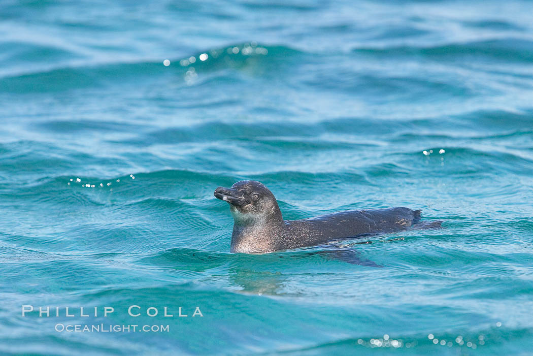 Galapagos penguin swimming.  Galapagos penguins are the northernmost species of penguin. Punta Albemarle. Isabella Island, Galapagos Islands, Ecuador, Spheniscus mendiculus, natural history stock photograph, photo id 16525