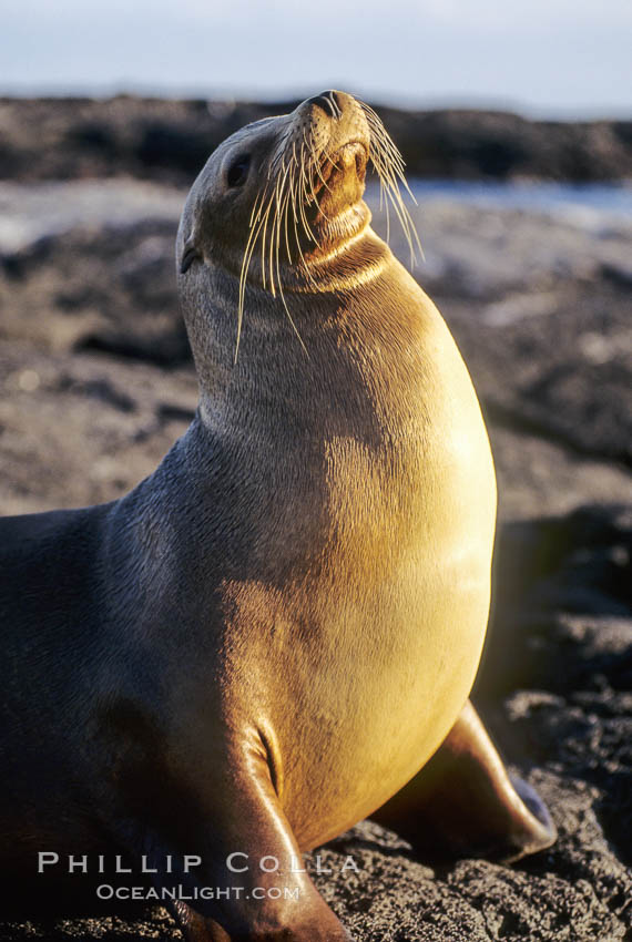 Galapagos sea lion. James Island, Galapagos Islands, Ecuador, Zalophus californianus wollebacki, Zalophus californianus wollebaeki, natural history stock photograph, photo id 01638