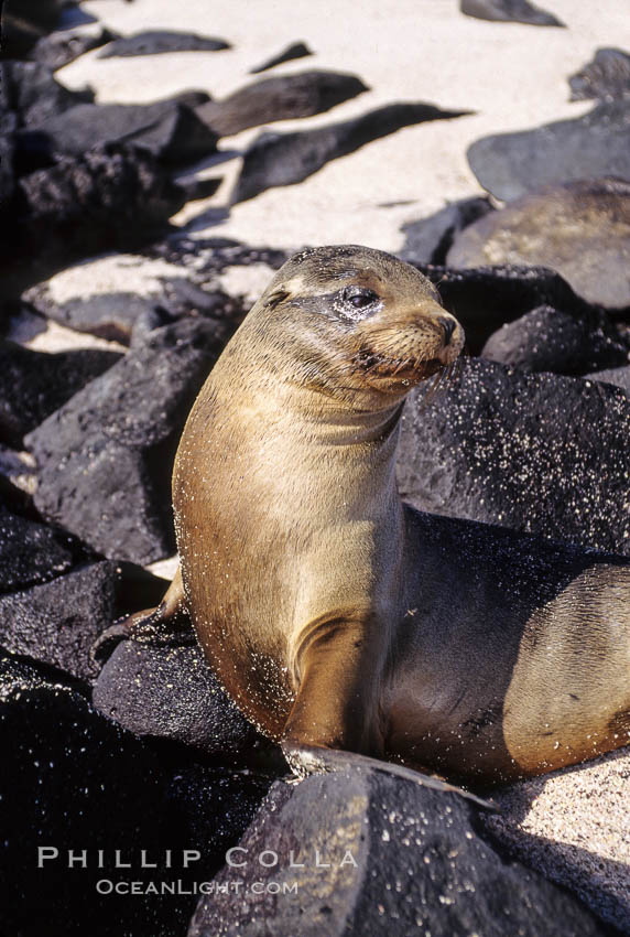 Galapagos sea lion pup, Punta Suarez. Hood Island, Galapagos Islands, Ecuador, Zalophus californianus wollebacki, Zalophus californianus wollebaeki, natural history stock photograph, photo id 01654