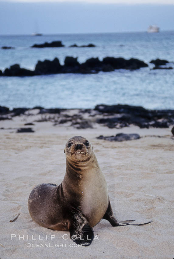 Galapagos sea lion pup, Sullivan Bay. James Island, Galapagos Islands, Ecuador, Zalophus californianus wollebacki, Zalophus californianus wollebaeki, natural history stock photograph, photo id 01658