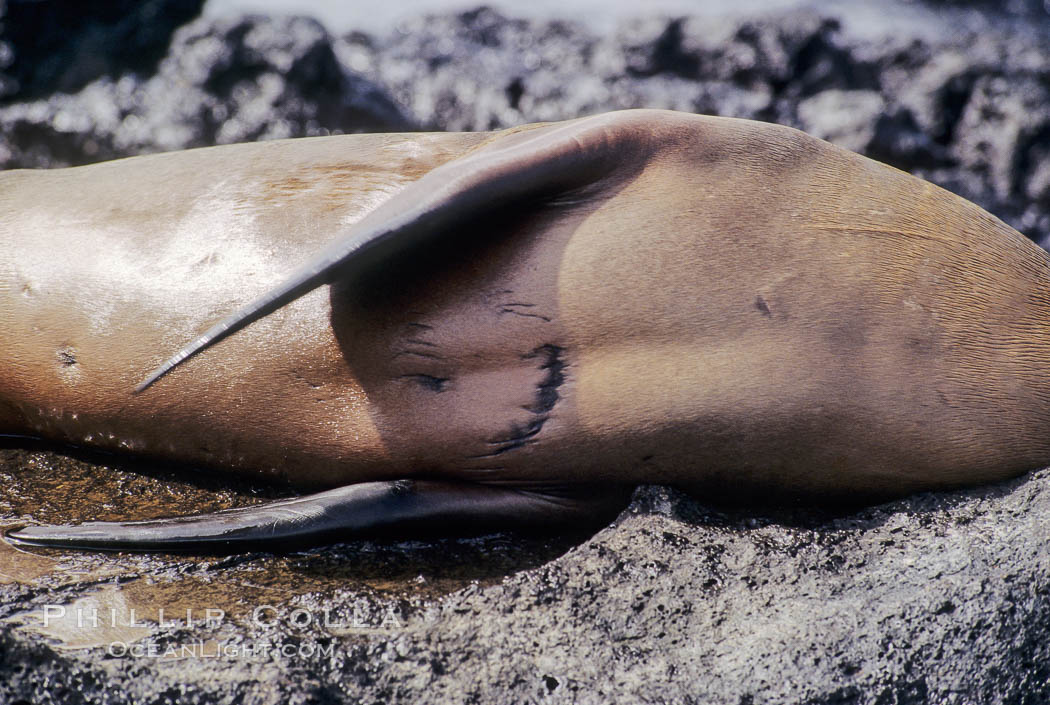 Galapagos sea lion with shark bite,  South Plaza Island. Galapagos Islands, Ecuador, Zalophus californianus wollebacki, Zalophus californianus wollebaeki, natural history stock photograph, photo id 01682
