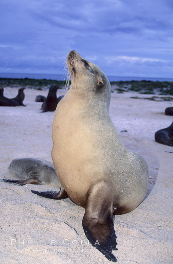Galapagos sea lion. Mosquera Island, Galapagos Islands, Ecuador, Zalophus californianus wollebacki, Zalophus californianus wollebaeki, natural history stock photograph, photo id 02266