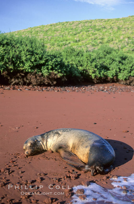 Galapagos sea lion rests on a red sand beach. Floreana Island, Galapagos Islands, Ecuador, Zalophus californianus wollebacki, Zalophus californianus wollebaeki, natural history stock photograph, photo id 10074