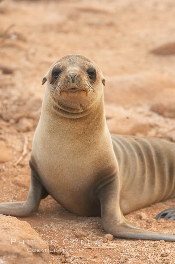 Galapagos sea lion pup. North Seymour Island, Galapagos Islands, Ecuador, Zalophus californianus wollebacki, Zalophus californianus wollebaeki, natural history stock photograph, photo id 16506