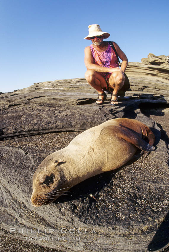 Galapagos sea lion. James Island, Galapagos Islands, Ecuador, Zalophus californianus wollebacki, Zalophus californianus wollebaeki, natural history stock photograph, photo id 01636