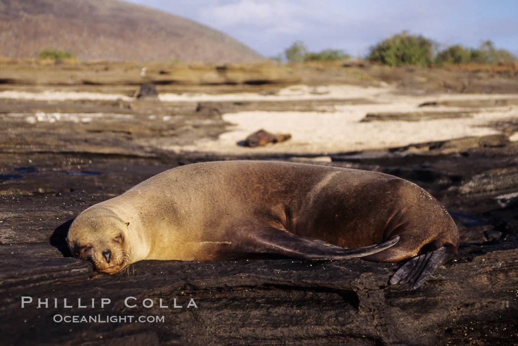 Galapagos sea lion. James Island, Galapagos Islands, Ecuador, Zalophus californianus wollebacki, Zalophus californianus wollebaeki, natural history stock photograph, photo id 01644