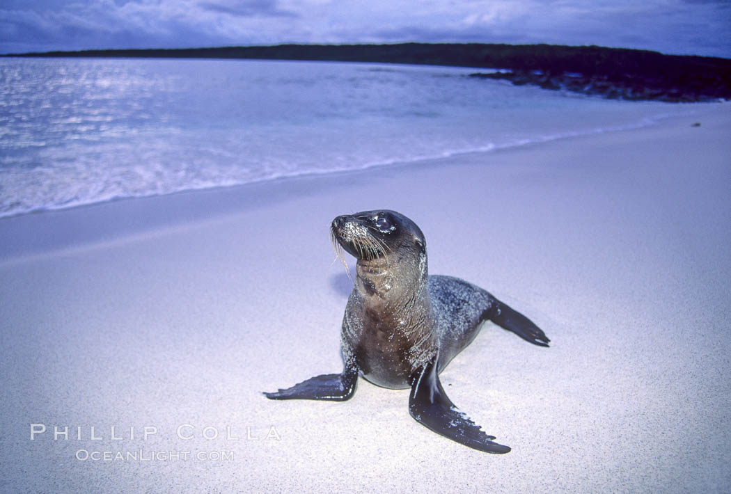 Galapagos sea lion. Mosquera Island, Galapagos Islands, Ecuador, Zalophus californianus wollebacki, Zalophus californianus wollebaeki, natural history stock photograph, photo id 02260
