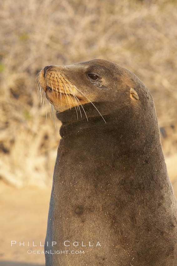 Galapagos sea lion. Isla Lobos, Galapagos Islands, Ecuador, Zalophus californianus wollebacki, Zalophus californianus wollebaeki, natural history stock photograph, photo id 16508