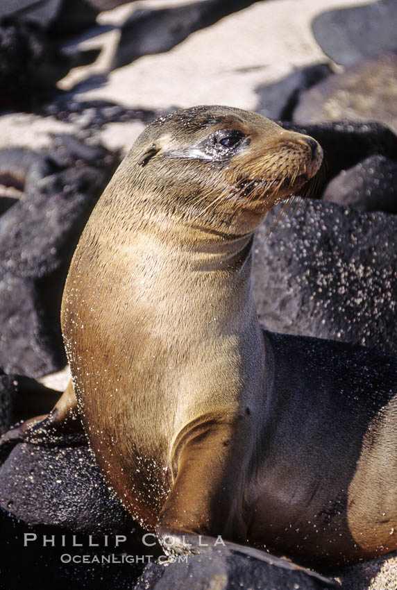 Galapagos sea lion pup, Punta Suarez. Hood Island, Galapagos Islands, Ecuador, Zalophus californianus wollebacki, Zalophus californianus wollebaeki, natural history stock photograph, photo id 01655