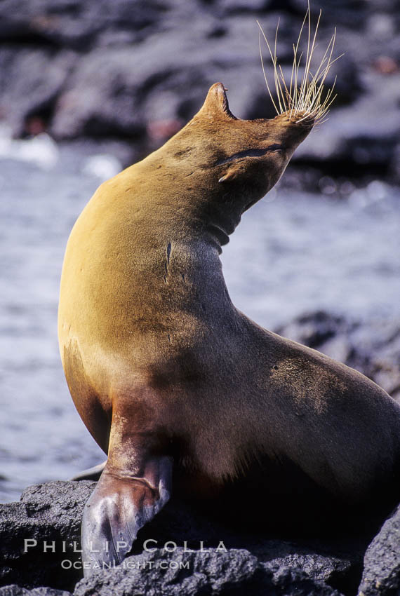 Galapagos sea lion,  South Plaza Island. Galapagos Islands, Ecuador, Zalophus californianus wollebacki, Zalophus californianus wollebaeki, natural history stock photograph, photo id 01671