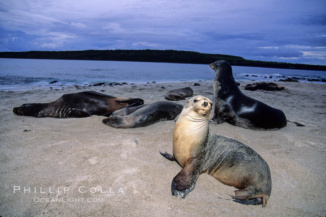 Galapagos sea lion. Mosquera Island, Galapagos Islands, Ecuador, Zalophus californianus wollebacki, Zalophus californianus wollebaeki, natural history stock photograph, photo id 02263