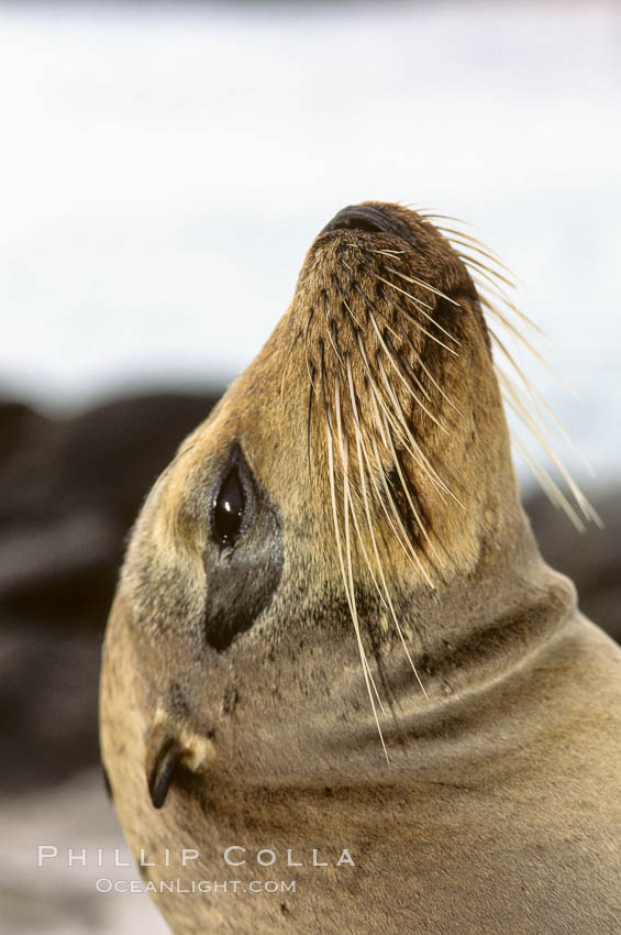 Galapagos sea lion, whiskers. Galapagos Islands, Ecuador, Zalophus californianus wollebacki, Zalophus californianus wollebaeki, natural history stock photograph, photo id 10091