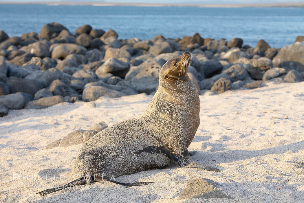 Galapagos sea lion on sandy, sunset. Isla Lobos, Galapagos Islands, Ecuador, Zalophus californianus wollebacki, Zalophus californianus wollebaeki, natural history stock photograph, photo id 16511