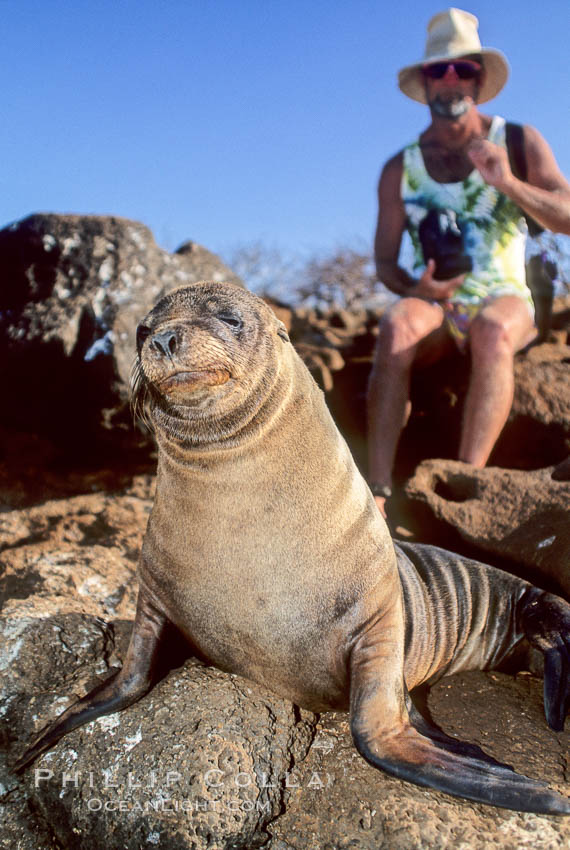 Galapagos sea lion. North Seymour Island, Galapagos Islands, Ecuador, Zalophus californianus wollebacki, Zalophus californianus wollebaeki, natural history stock photograph, photo id 01669