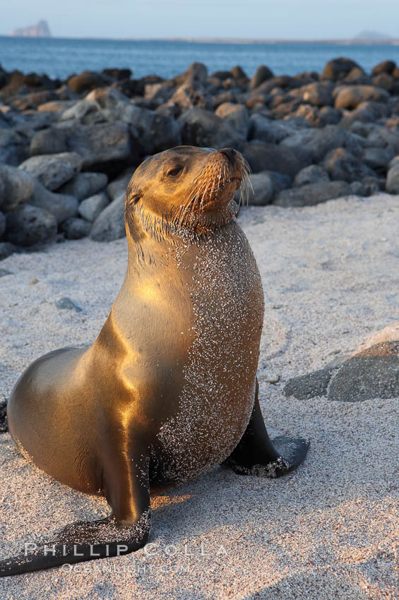 Galapagos sea lion on white sand beach, sunset. Isla Lobos, Galapagos Islands, Ecuador, Zalophus californianus wollebacki, Zalophus californianus wollebaeki, natural history stock photograph, photo id 16513