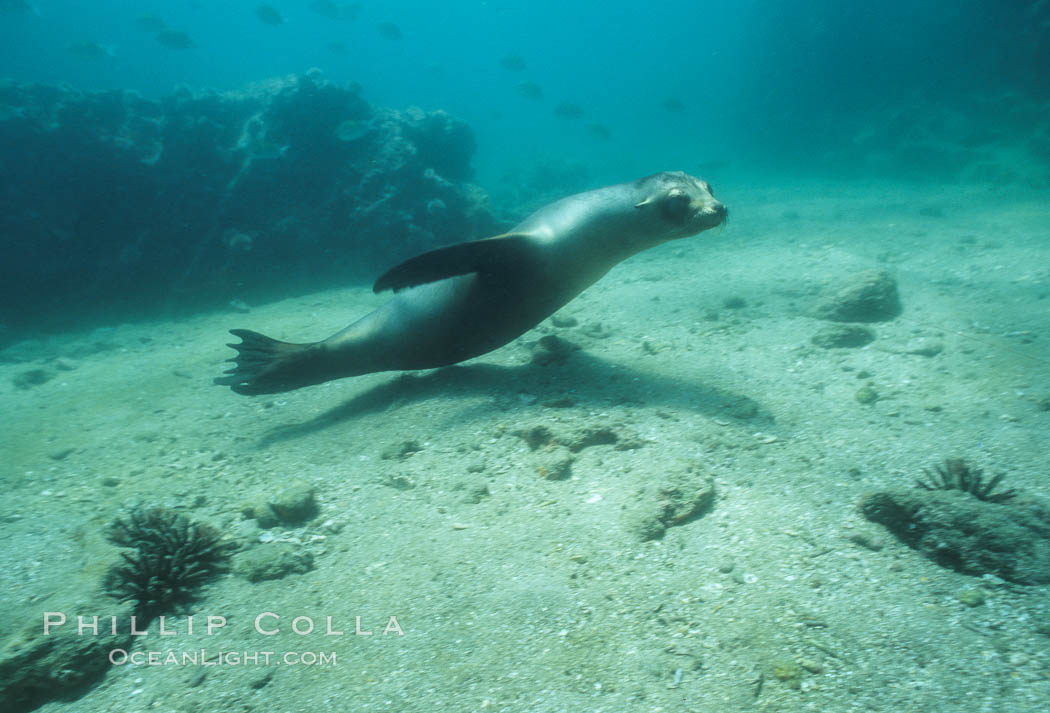 Galapagos sea lion, Sullivan Bay. James Island, Galapagos Islands, Ecuador, Zalophus californianus wollebacki, Zalophus californianus wollebaeki, natural history stock photograph, photo id 01702