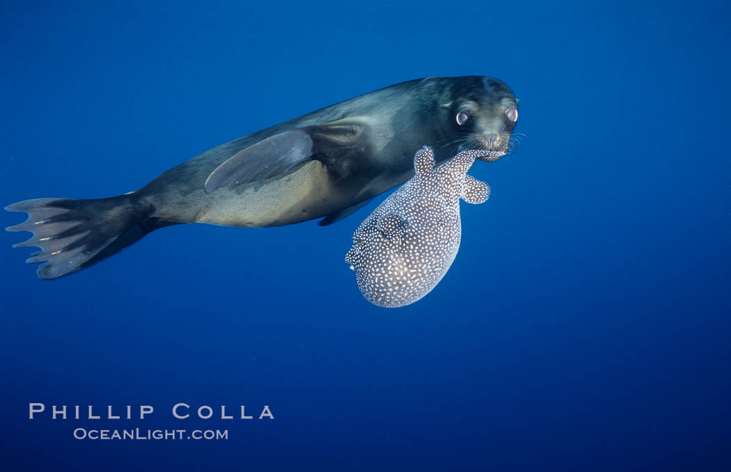 Galapagos sea lion playing with puffer fish. Cousins, Galapagos Islands, Ecuador, Zalophus californianus wollebacki, Zalophus californianus wollebaeki, natural history stock photograph, photo id 02252