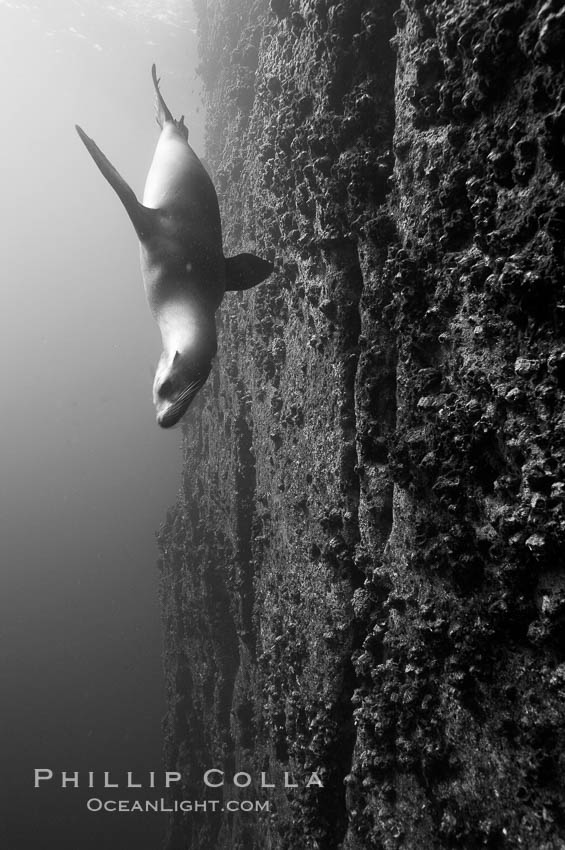 Galapagos sea lion swims alongside a vertical volcanic wall. Gordon Rocks, Galapagos Islands, Ecuador, Zalophus californianus wollebacki, Zalophus californianus wollebaeki, natural history stock photograph, photo id 16451