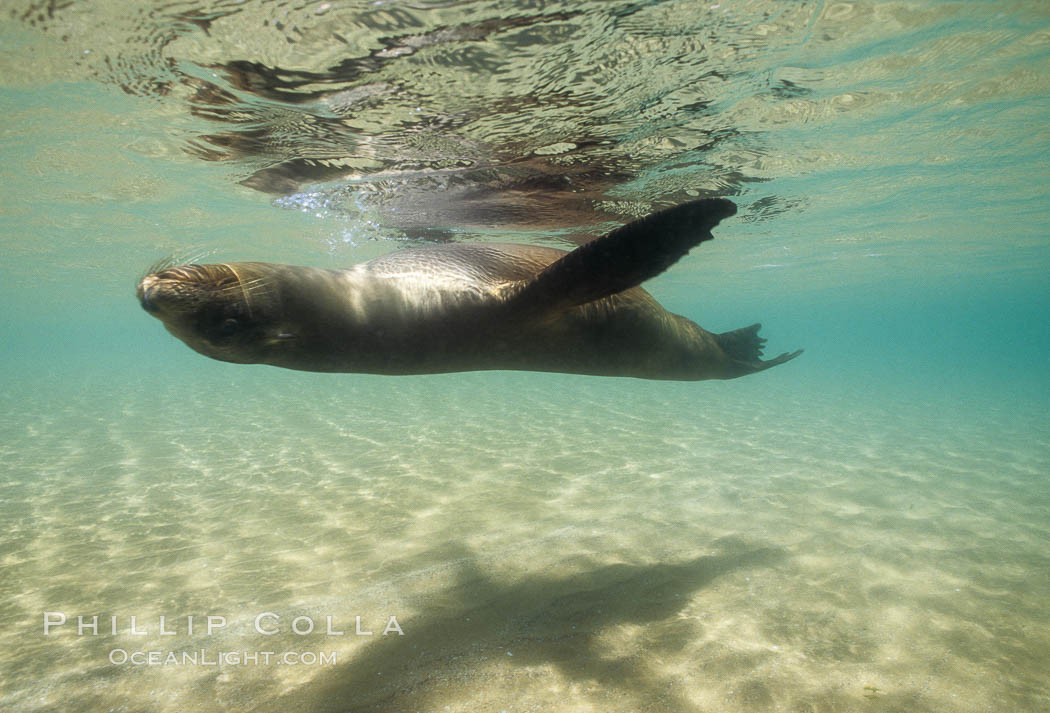 Galapagos sea lion, Sullivan Bay. James Island, Galapagos Islands, Ecuador, Zalophus californianus wollebacki, Zalophus californianus wollebaeki, natural history stock photograph, photo id 01701