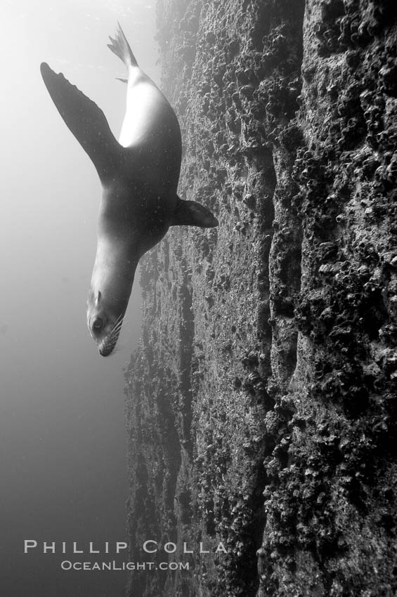 Galapagos sea lion swims alongside a vertical volcanic wall. Gordon Rocks, Galapagos Islands, Ecuador, Zalophus californianus wollebacki, Zalophus californianus wollebaeki, natural history stock photograph, photo id 16453