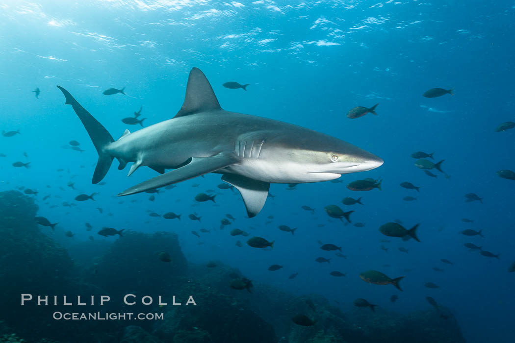 Galapagos shark swims over a reef in the Galapagos Islands, with schooling fish in the distance, Carcharhinus galapagensis, Wolf Island