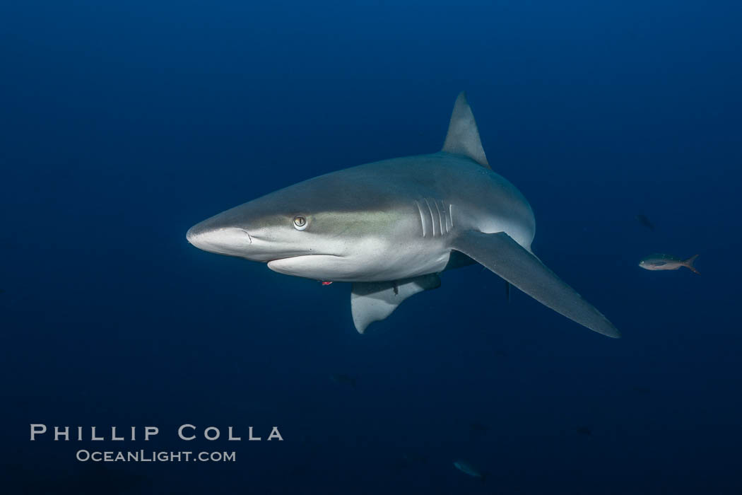 Galapagos shark, Carcharhinus galapagensis, Wolf Island