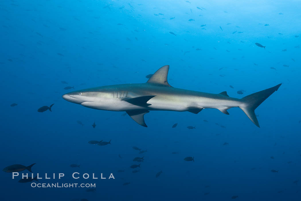 Galapagos shark. Wolf Island, Galapagos Islands, Ecuador, Carcharhinus galapagensis, natural history stock photograph, photo id 16243