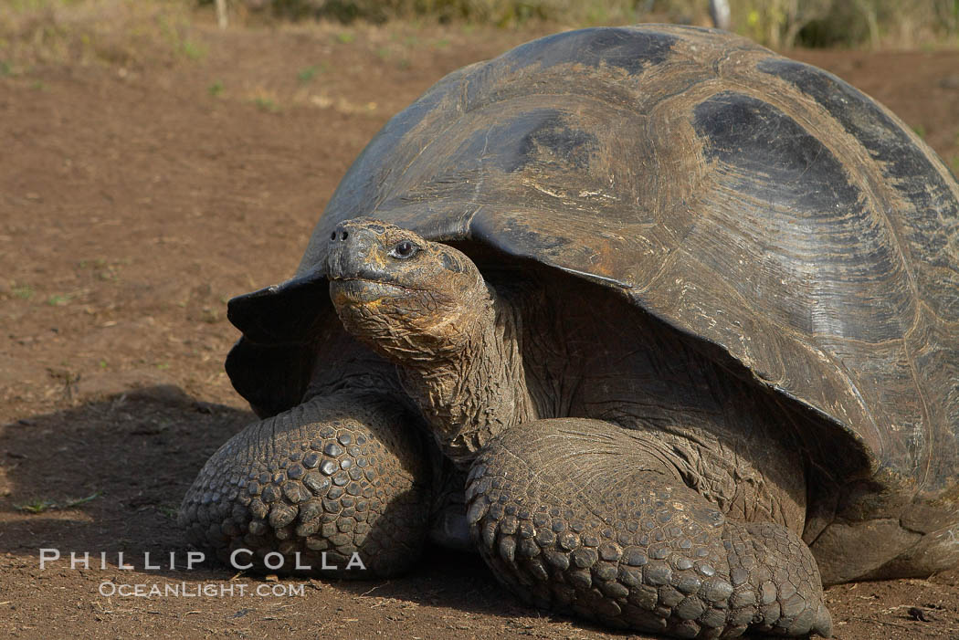 Galapagos tortoise, Santa Cruz Island species, highlands of Santa Cruz island. Galapagos Islands, Ecuador, Geochelone nigra, natural history stock photograph, photo id 16486