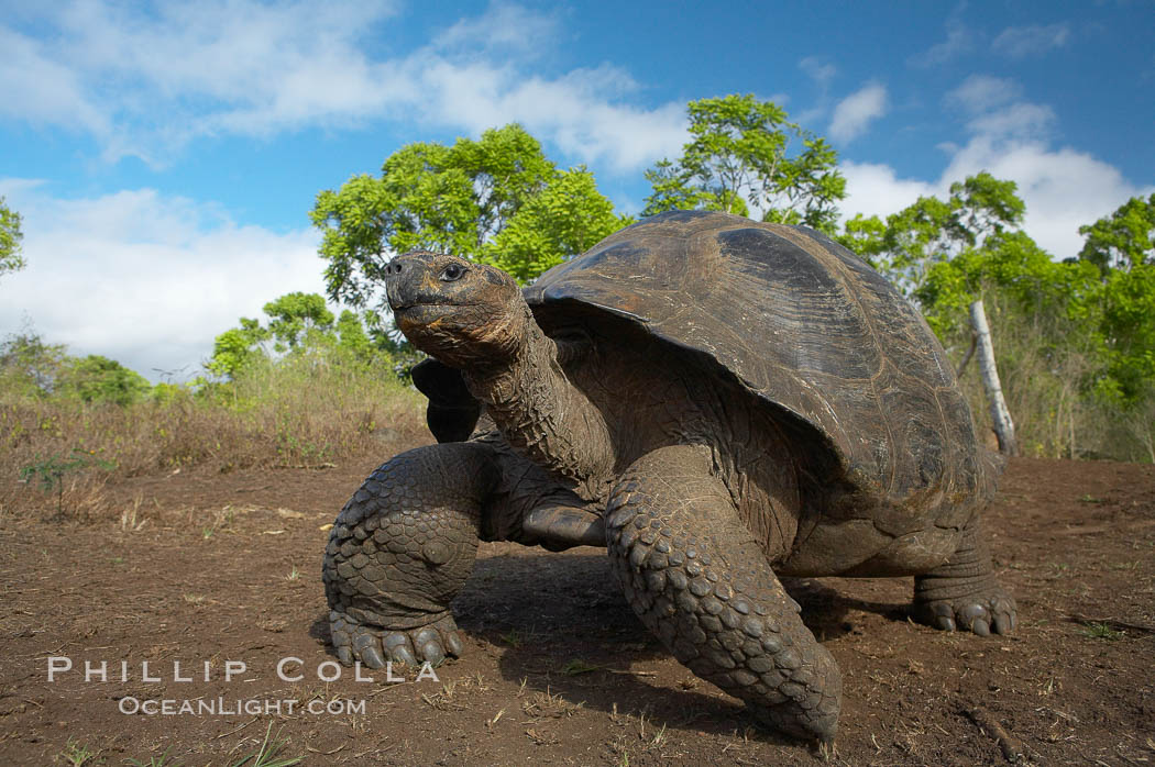 Galapagos tortoise, Santa Cruz Island species, highlands of Santa Cruz island. Galapagos Islands, Ecuador, Geochelone nigra, natural history stock photograph, photo id 16498