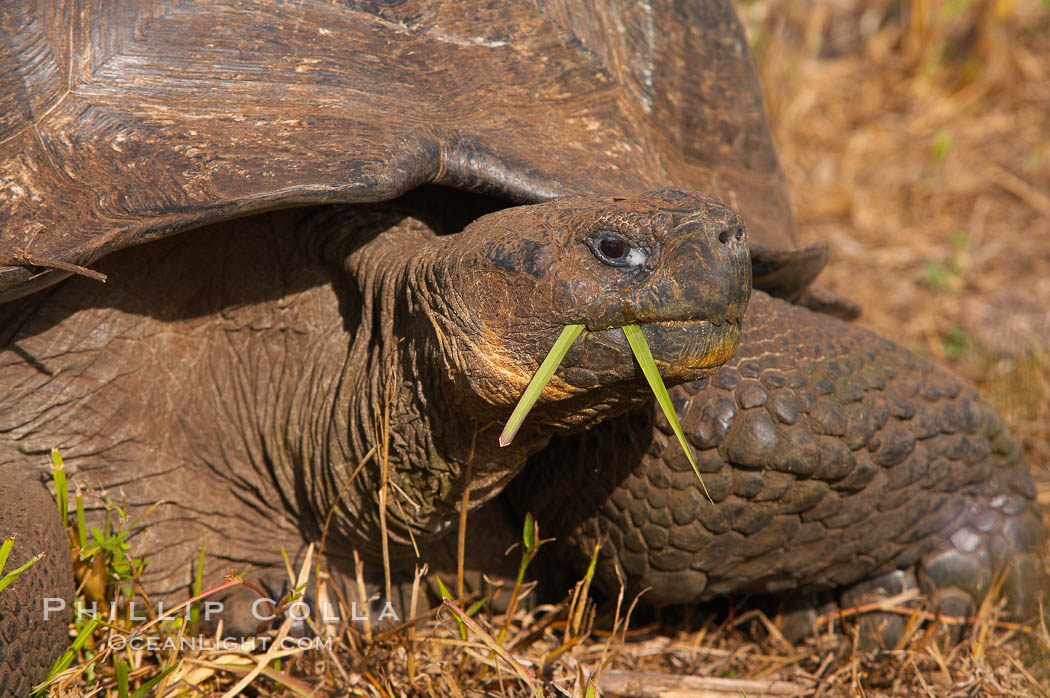 Galapagos tortoise, Santa Cruz Island species, highlands of Santa Cruz island. Galapagos Islands, Ecuador, Geochelone nigra, natural history stock photograph, photo id 16495