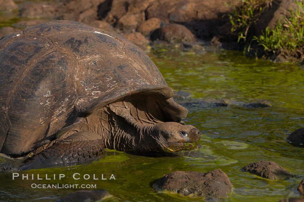 Galapagos tortoise, Santa Cruz Island species, highlands of Santa Cruz island. Galapagos Islands, Ecuador, Geochelone nigra, natural history stock photograph, photo id 16489